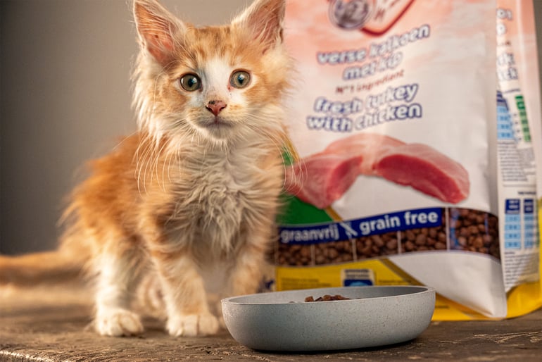 Bekwaamheid leeg Reageren Voedingsschema voor kittens: van de geboorte tot een jaar