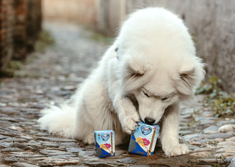 Spelletjes spelen hond