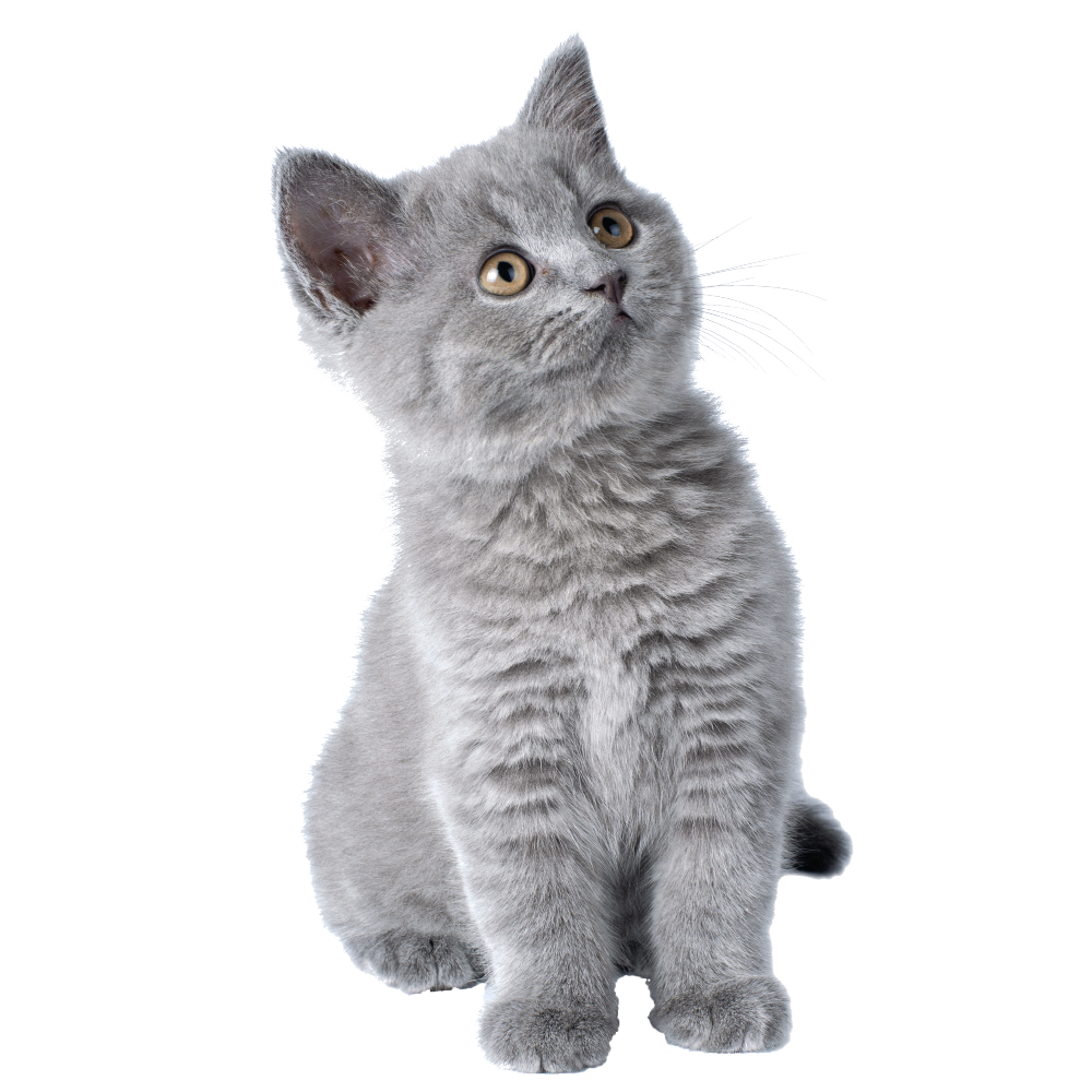 hanger Definitief Gemoedsrust Vragen en Advies - Voeding kitten