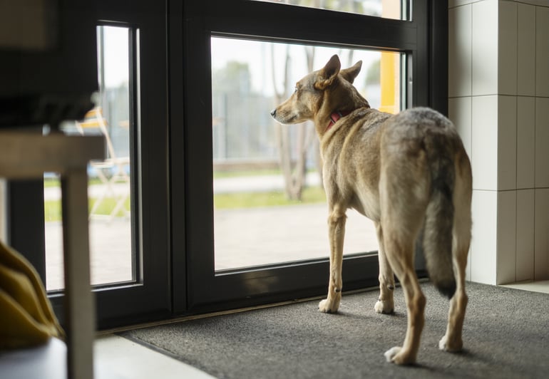 Hond piept om aandacht