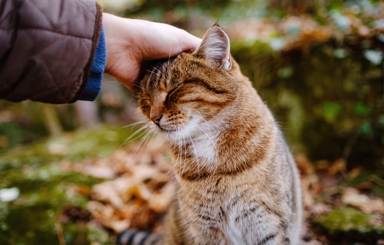 gedrag van katten