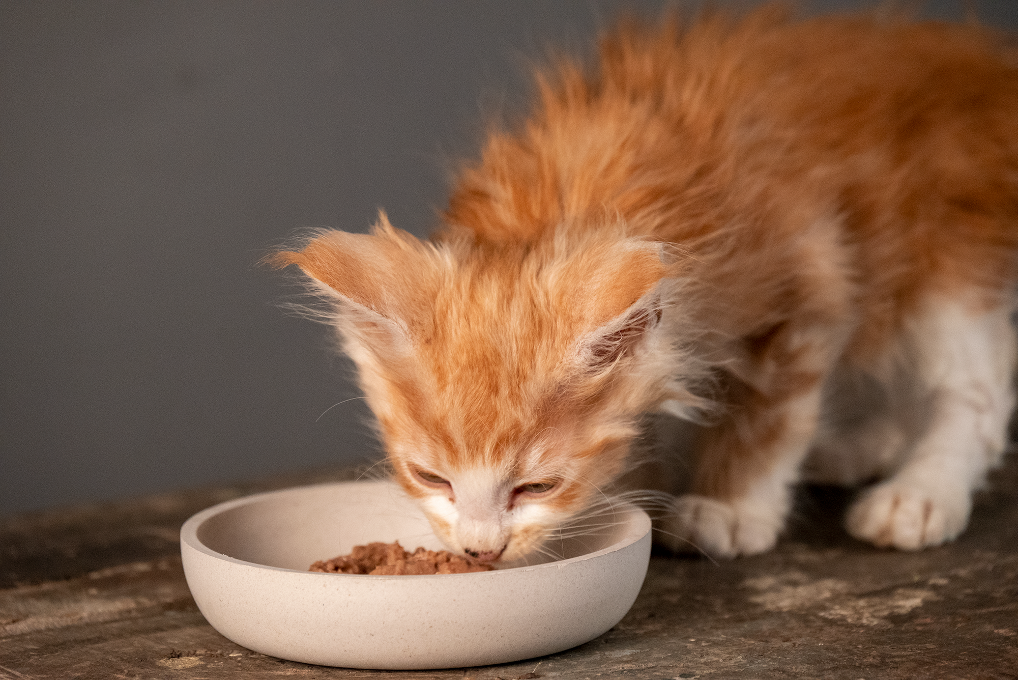 Kitten natvoer of kitten brokjes: wat het beste?