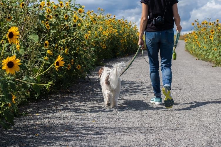 bericht Als reactie op de Kwalificatie Hoe lang mag je met je hond wandelen?
