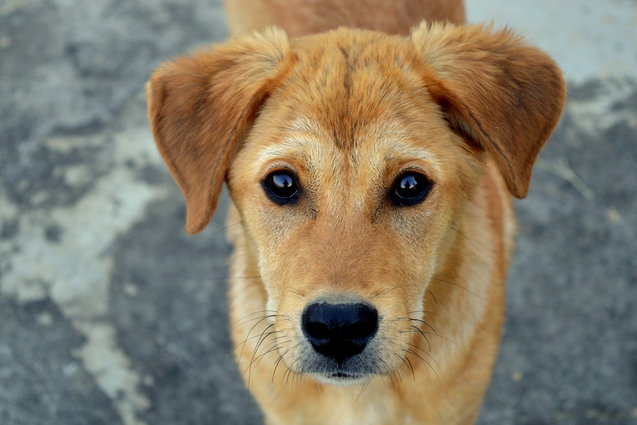 bod Ambassade Eenvoud Mijn hond krabt veel - de vijf meest voorkomende oorzaken van jeuk bij  honden
